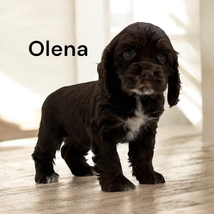 puppy, for, sale, Cocker Spaniel, Joe & Cherri  Overlease, dog, breeder, Miller, MO, dog-breeder, puppy-for-sale, forsale, nearby, find, puppyfind, locator, puppylocator, aca